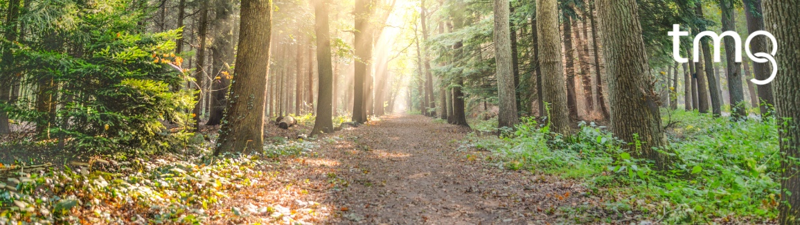 forest path