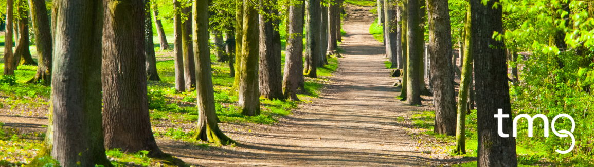 pathway in forest